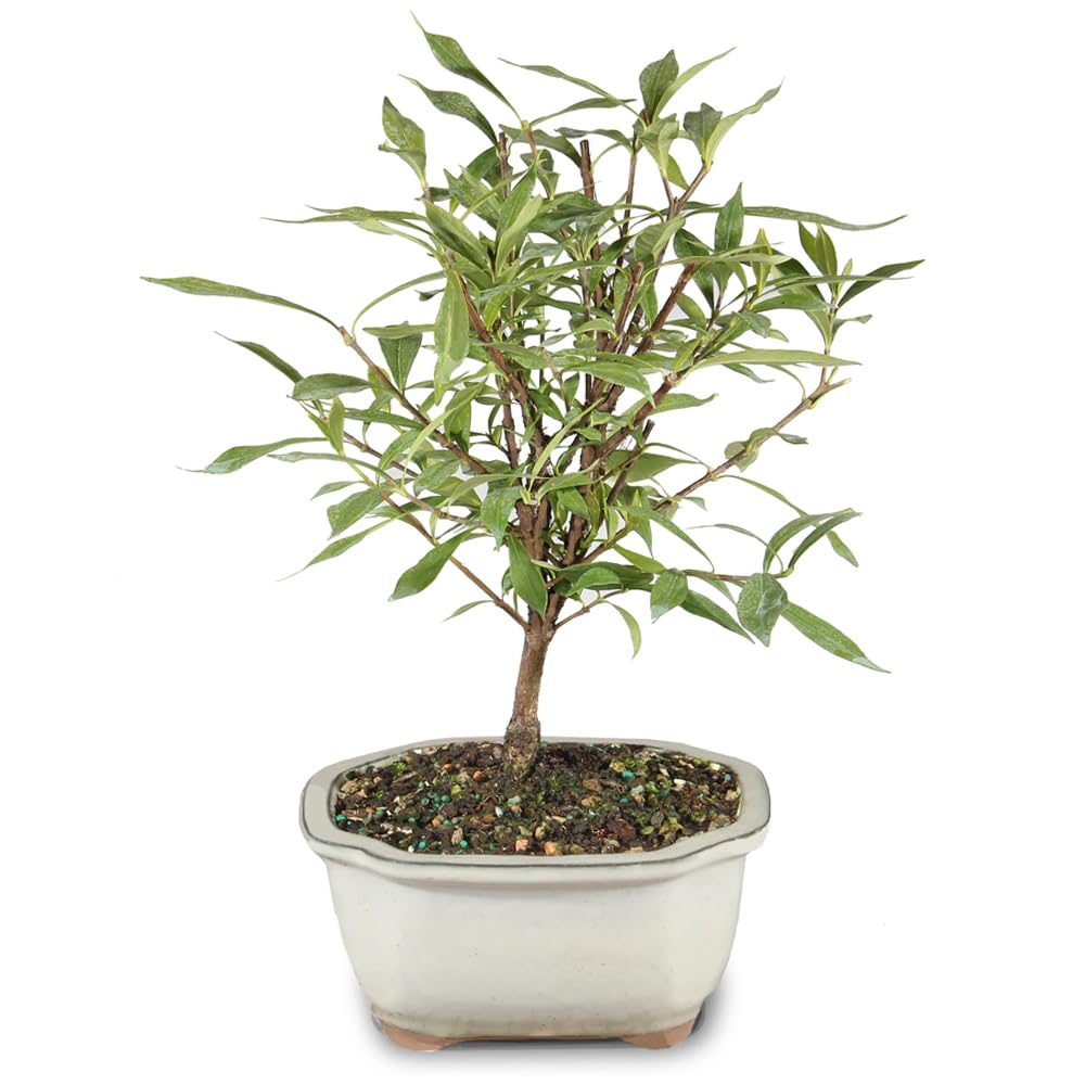Live Gardenia Outdoor Bonsai Tree O73210