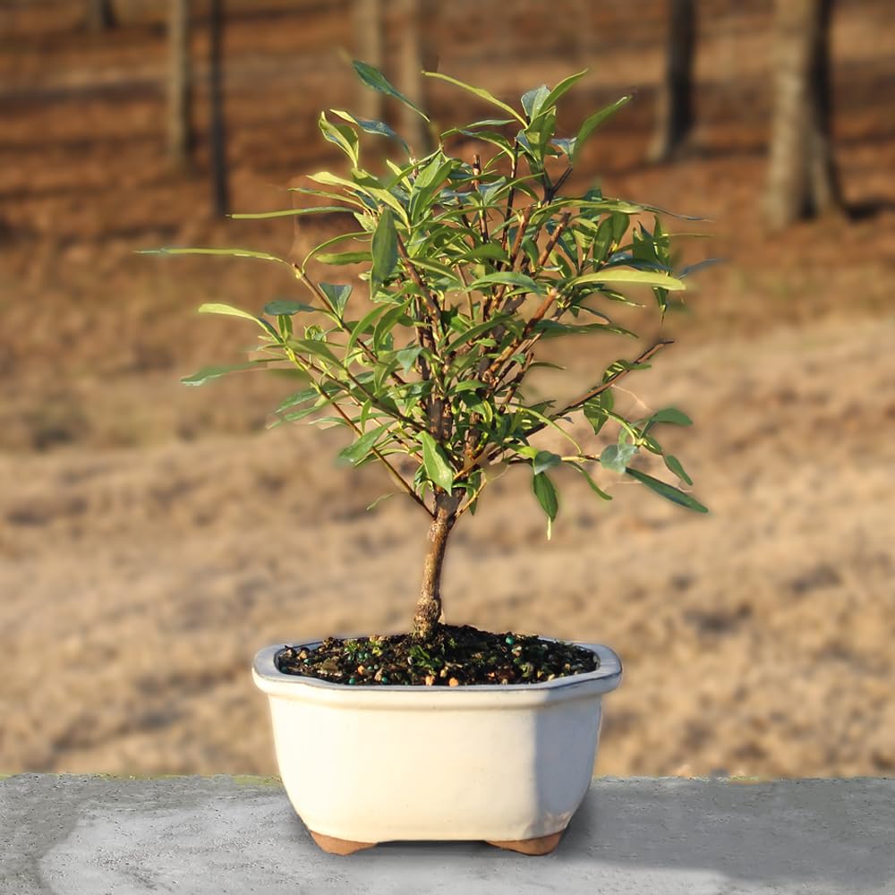 Live Gardenia Outdoor Bonsai Tree O73210