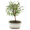 Live Gardenia Outdoor Bonsai Tree O73210