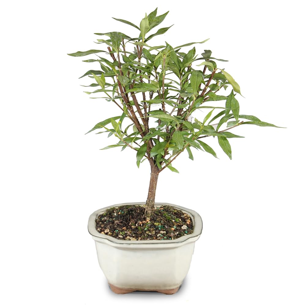 Live Gardenia Outdoor Bonsai Tree O73210