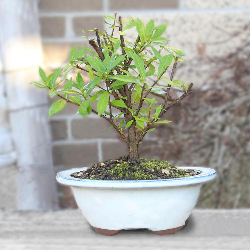 Live Gardenia Outdoor Bonsai Tree O73210