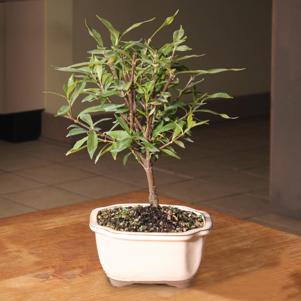 Live Gardenia Outdoor Bonsai Tree O73210