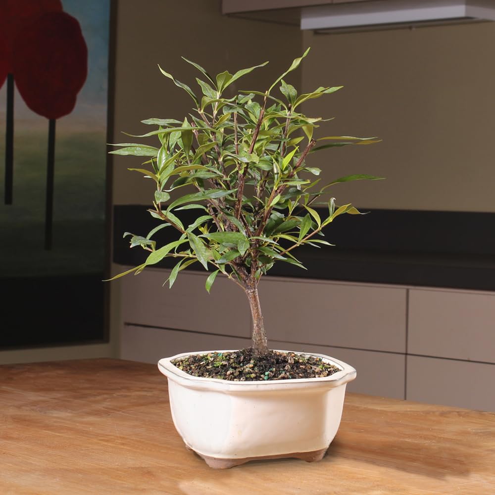 Live Gardenia Outdoor Bonsai Tree O73210