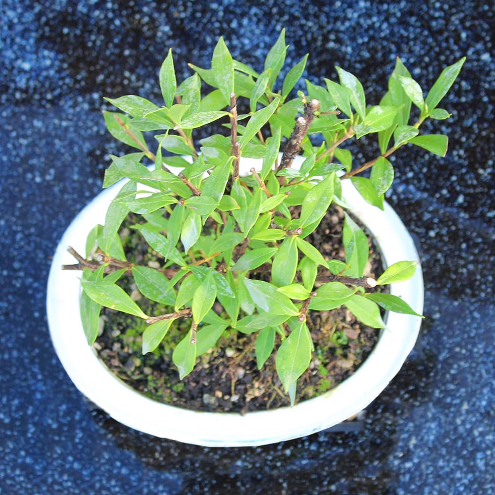 Live Gardenia Outdoor Bonsai Tree O73210