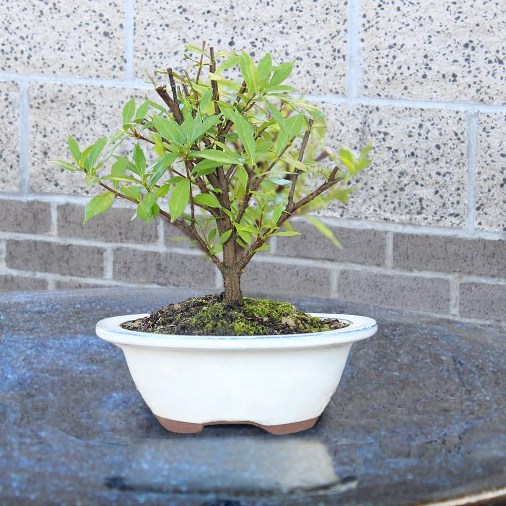 Live Gardenia Outdoor Bonsai Tree O73210