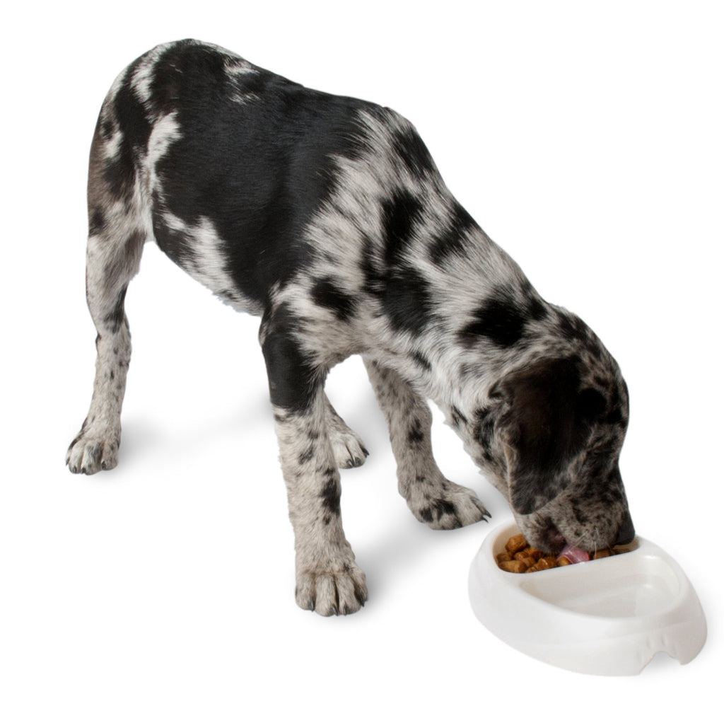 Small Pet Dish S291