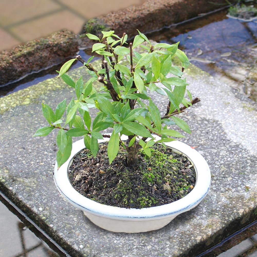 Live Gardenia Outdoor Bonsai Tree O73210